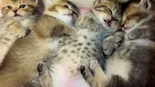 Time To Sleep. . 😸😸😸