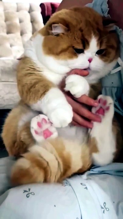Playfull Kitty 😍😍😍