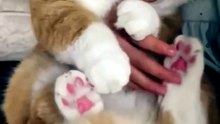 Playfull Kitty 😍😍😍