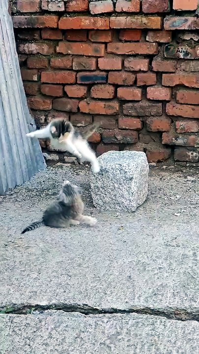 I Believe I Can Fly  😸😸😸