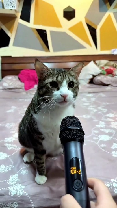 What do you think . . 😸😸