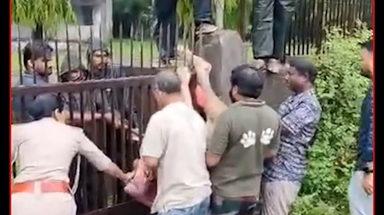 जूनागढ़ में छलांग लगाते समय लोहे के गेट में फंसा शेर, रेस्क्यू कर बचाई जान