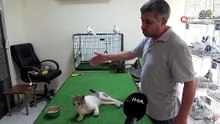 Milyonluk güvercinler bulut adlı kediye emanet