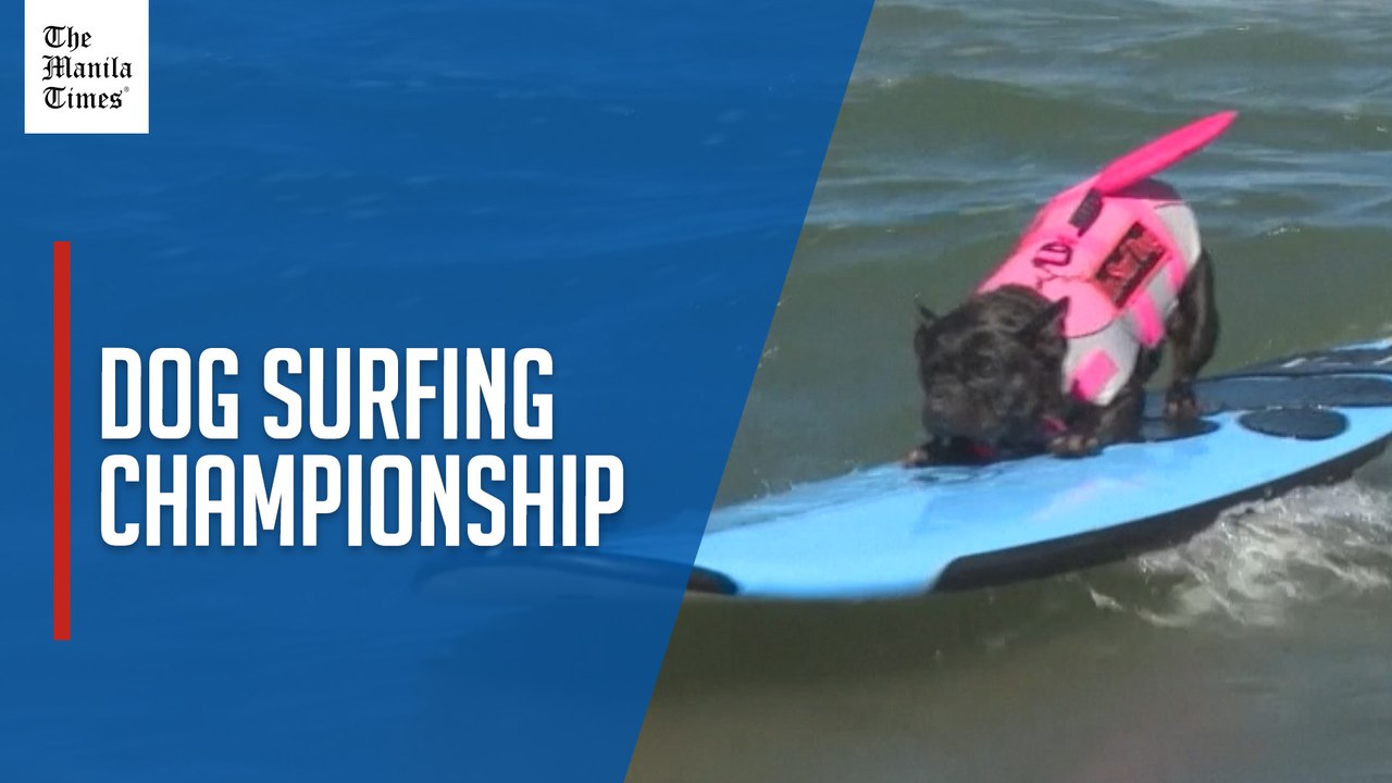 Surfing dogs make a splash in California competition