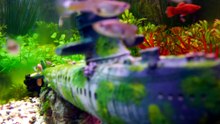 when do guppy fish give birth
