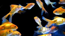 why guppy fry died