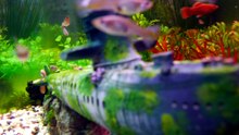 why guppy fish staying at bottom of tank