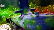 why guppy fish fighting