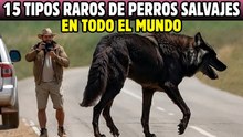 15 especies de perros salvajes en todo el mundo