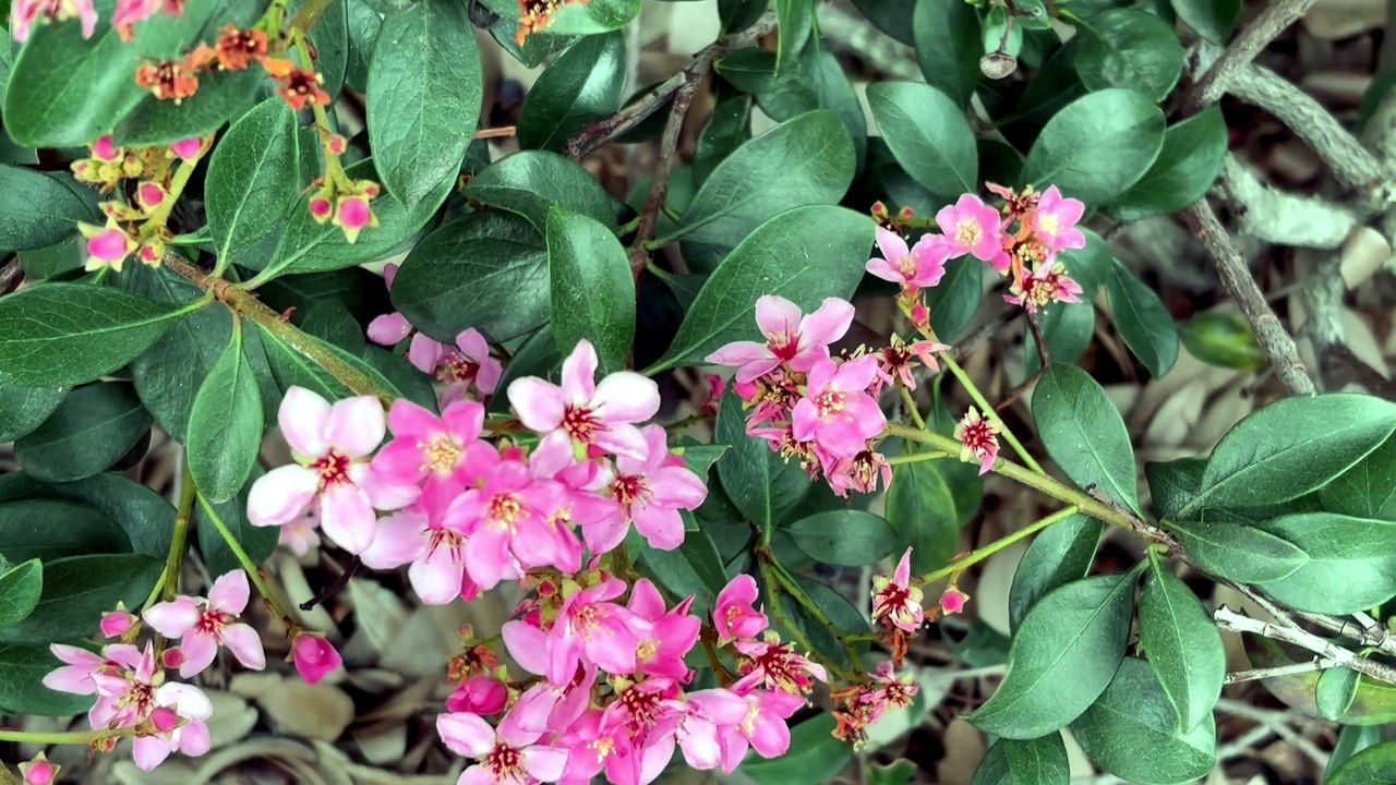 Indian hawthorn