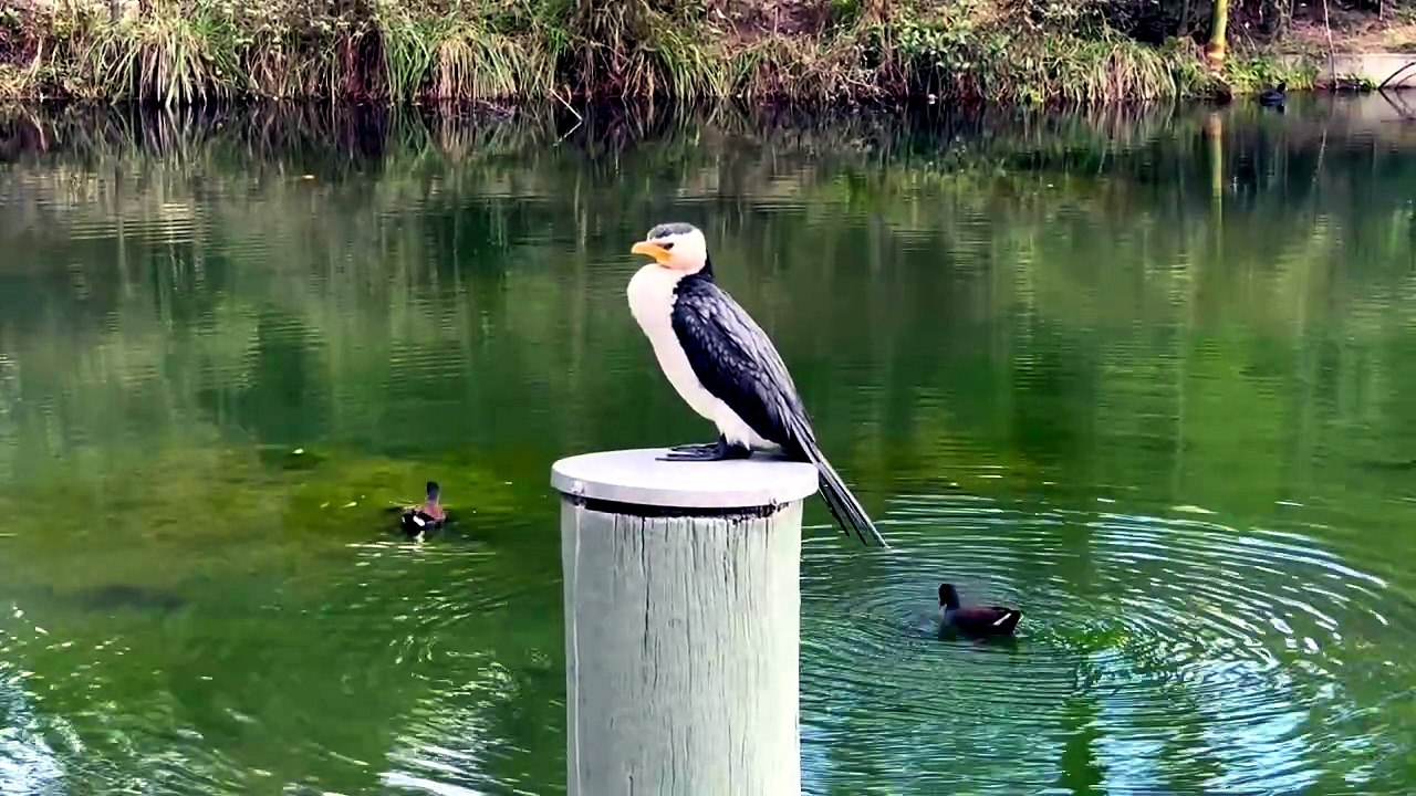 Little pied cormorant
