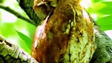 Nature Colorful birds Videography