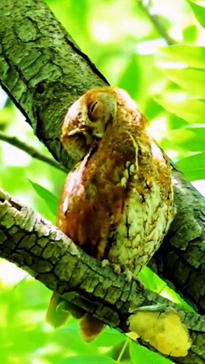 Nature Colorful birds Videography