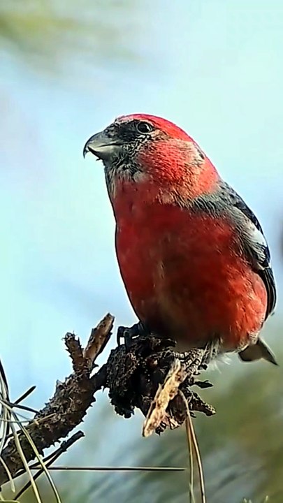 Red Birds Videography