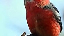 Red Birds Videography