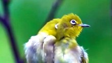 Nature Yellow birds Videography