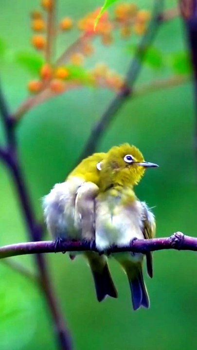 Nature Yellow birds Videography