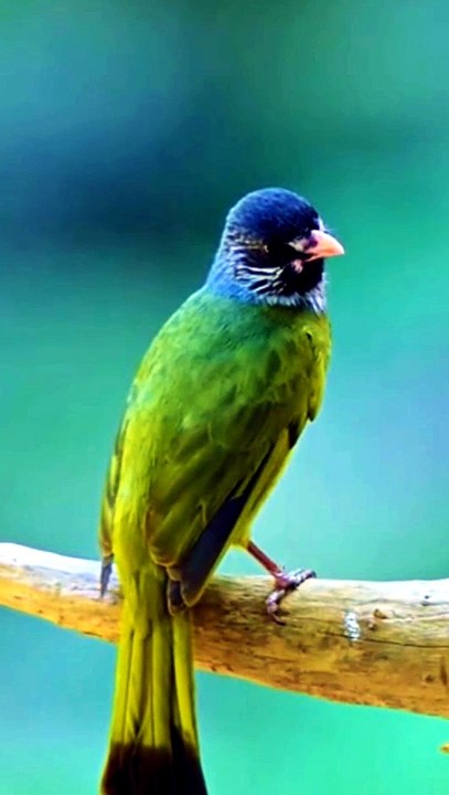 Nature Birds Videography