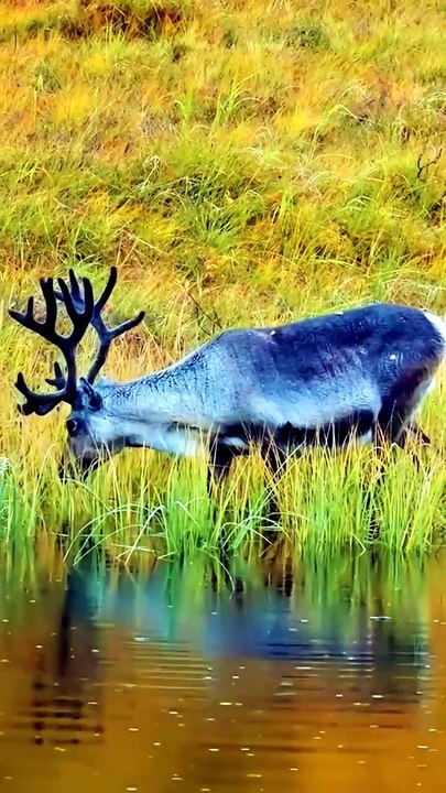 Deer animals Videography