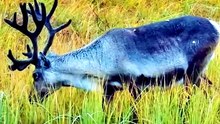 Deer animals Videography