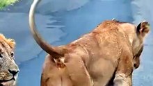 Lion animals Videography