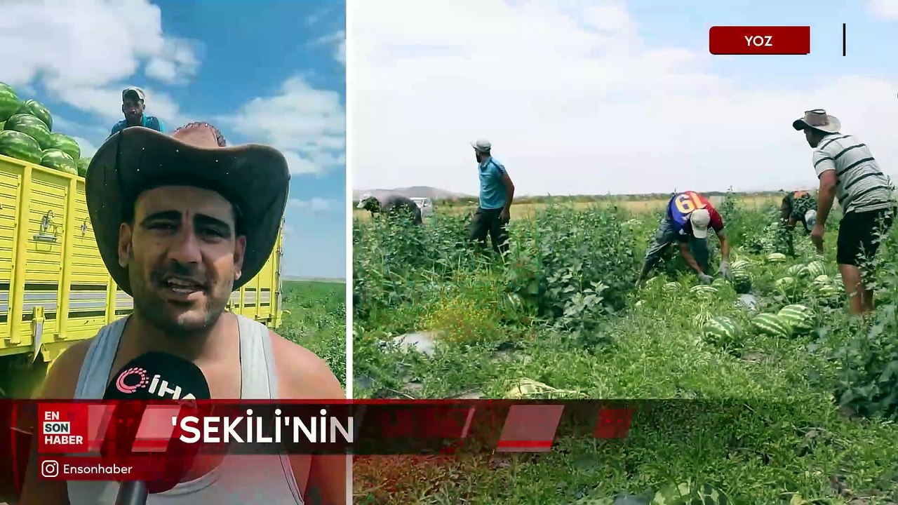 Yozgat'ta 34 derece sıcakta karpuz hasadı