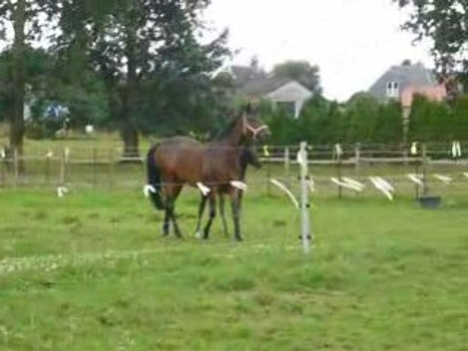 Poulain BWP et sa maman en prairie