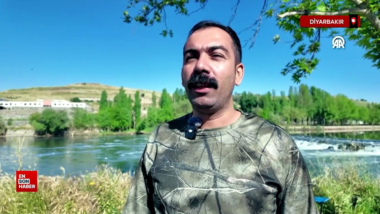 DİYARBAKIR - Dicle Nehri'nde nesli tehlike altında olan su samuru görüntülendi