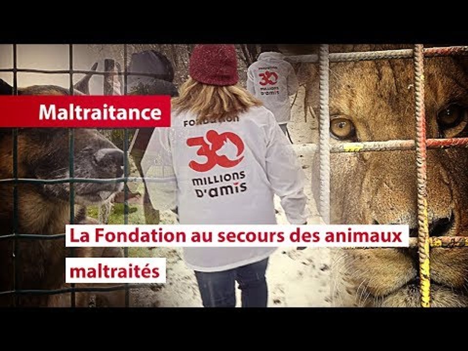 La Fondation 30 Millions D'Amis Au Secours Des...