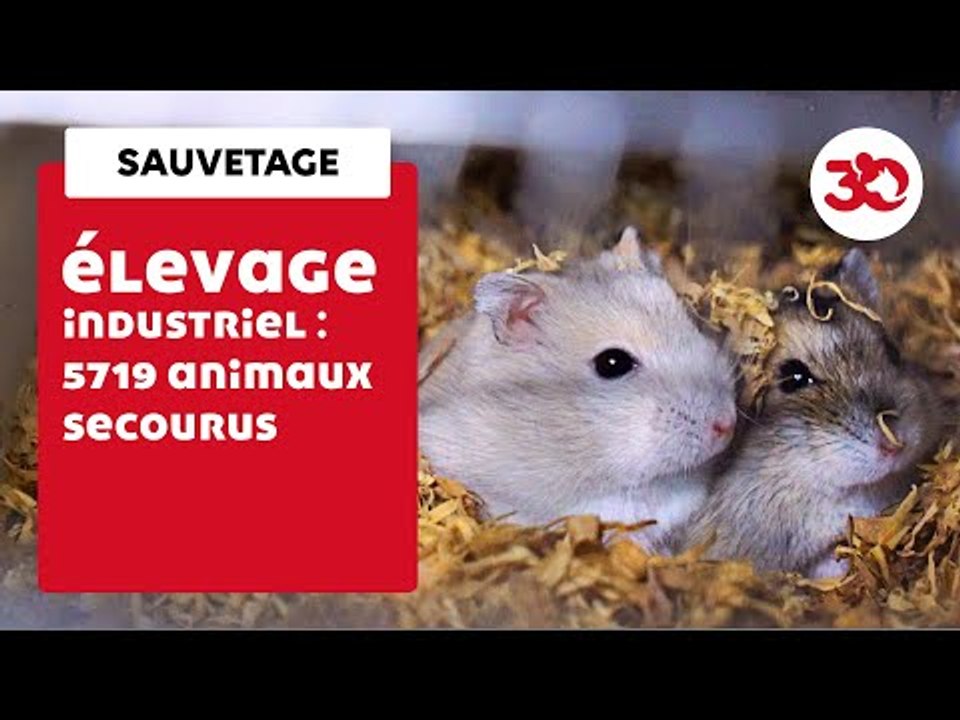 Intensive Farming: 5000 Rabbits, Rats, Hamsters Saved! | Sauvetage d'animaux