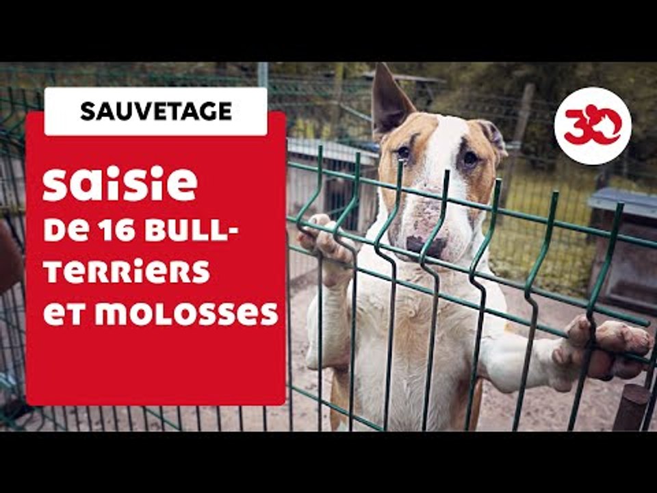 16 Molosses Saisis Dans Un élevage Clandestin | Sauvetage d'animaux