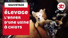 The Hell Of A | Sauvetage d'animaux