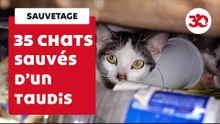 35 Cats Rescued From Unsanitary Apartment | Sauvetage d'animaux