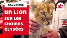 Un Lionceau Sur Les Champs-Elysées ! | Sauvetage d'animaux
