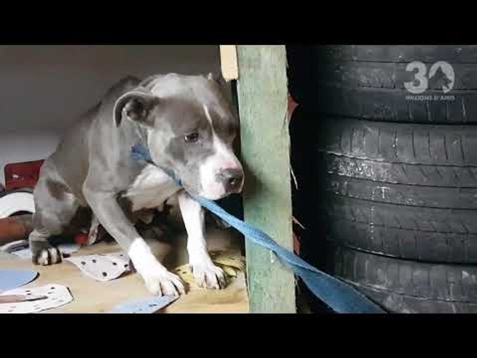 Sauvetage De Chiens Enfermés Dans Un Garage Clandestin | Sauvetage d'animaux