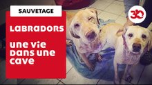 Ces Labradors Ont été Sauvés D'Une Cave Par La Fondation 30 Millions D'Amis | Sauvetage d'animaux