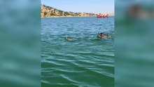 Baraj gölünü yüzerek geçen yaban domuzu sürüsü kamerada