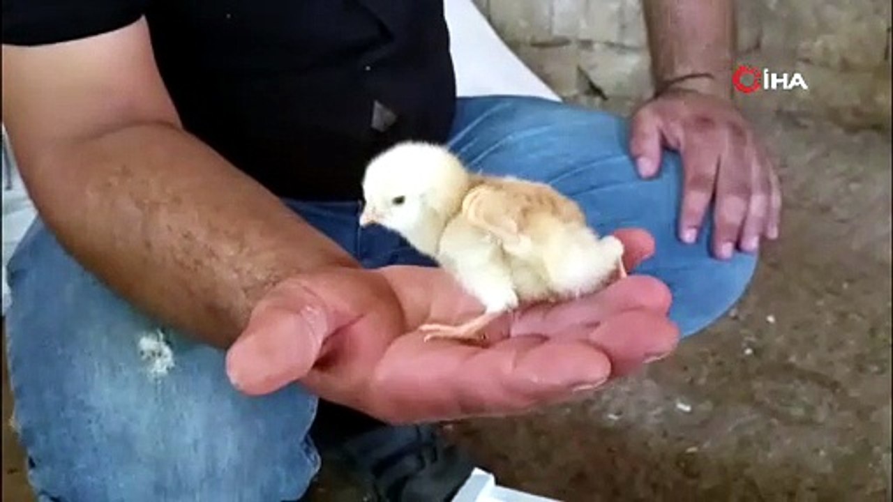 Gölbaşı'nda doğan civciv hayret ettiriyor!