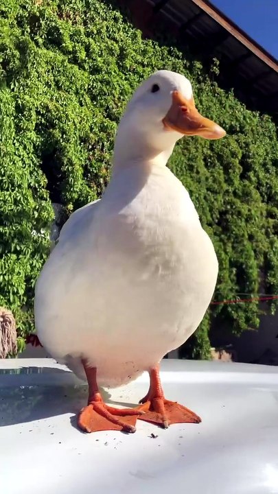 Pato😂🦆