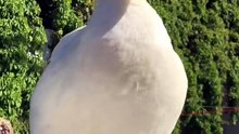 Pato😂🦆