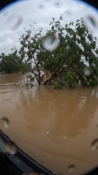 Lion kub rescue