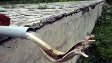 Snakes can slither out anywhere like this #wildlife #snake