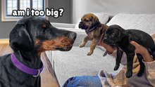 My Dogs Adorable Reaction to Tiny Rescue Puppies