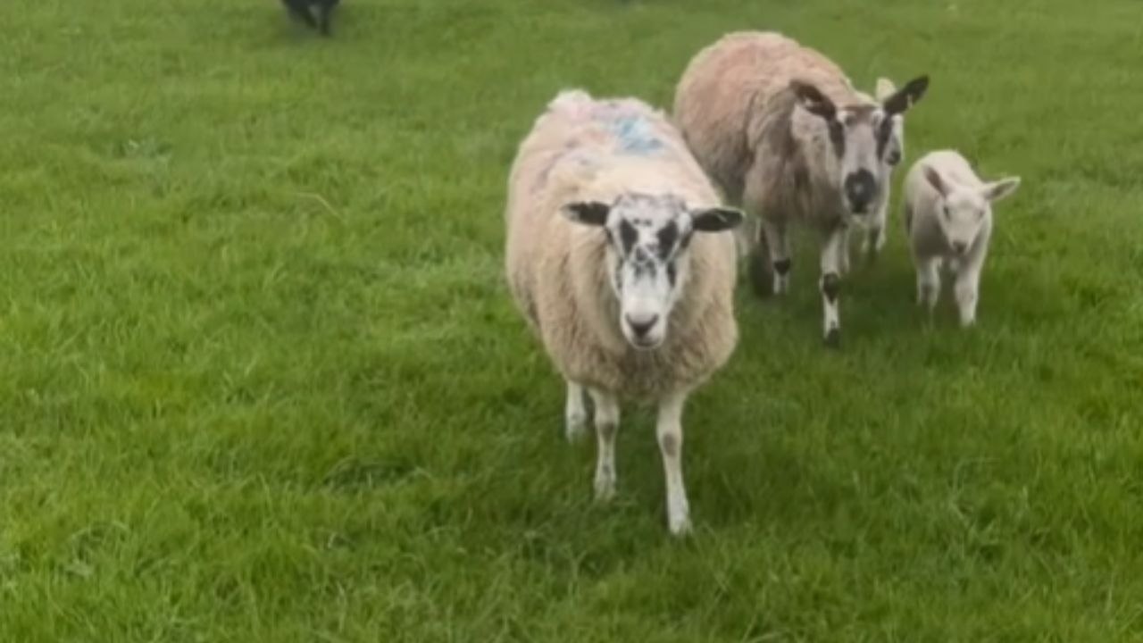 Flock Of Sheep Runs Up To A Walker In The Countryside