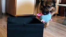 Funny German Shepherd dogs #fun#cute#awsome#german Shepherd #folowe me