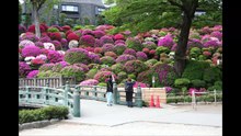 Nezu Shrine: The Second Guest Hall is a restoration of the former residence where Mori Ogai wrote 'The Dancing Girl'