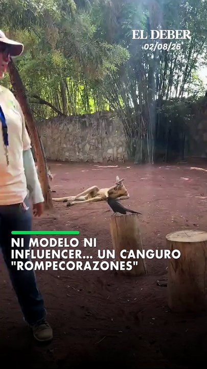 Ni modelo ni influencer… un canguro "rompecorazones"