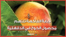 "الثمر بيضيع على الشجر".. ذبابة الفاكهة تلتهم محصول الخوخ في الدقهلية والمزارعون يستغيثون بالزراعة