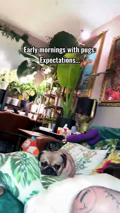 Pug kingdom bulletin
