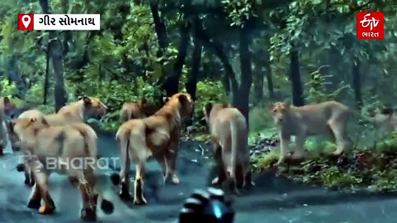 ગીર સોમનાથ: વરસાદી માહોલમાં ગીરમાં સાવજનું સામ્રાજ્ય, જામવાળા માધુપુર રોડ પર એકસાથે 12 સિંહોના ટોળાએ રોક્યો ટ્રાફિક